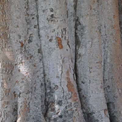 Aalamaram Bark ( Banyan Bark )