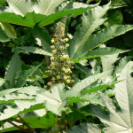 Amanakku Leaf ( Ricinus Communis )
