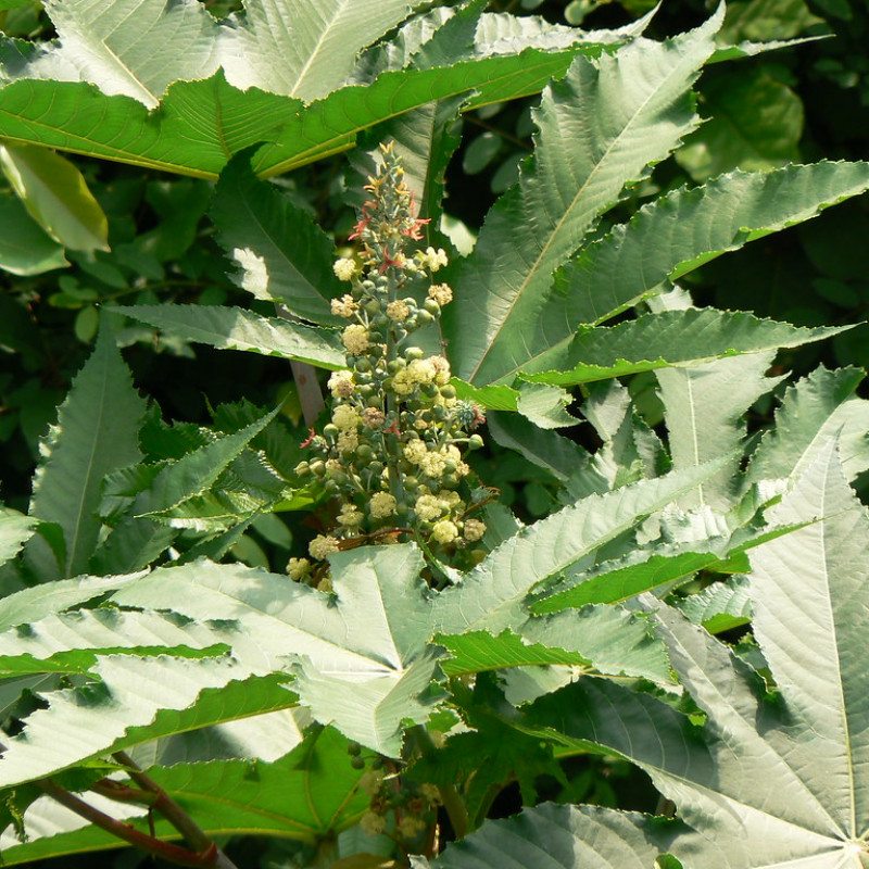 Amanakku Leaf ( Ricinus Communis )