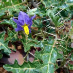 Kandankathiri Plant ( Solanum Virginianum )