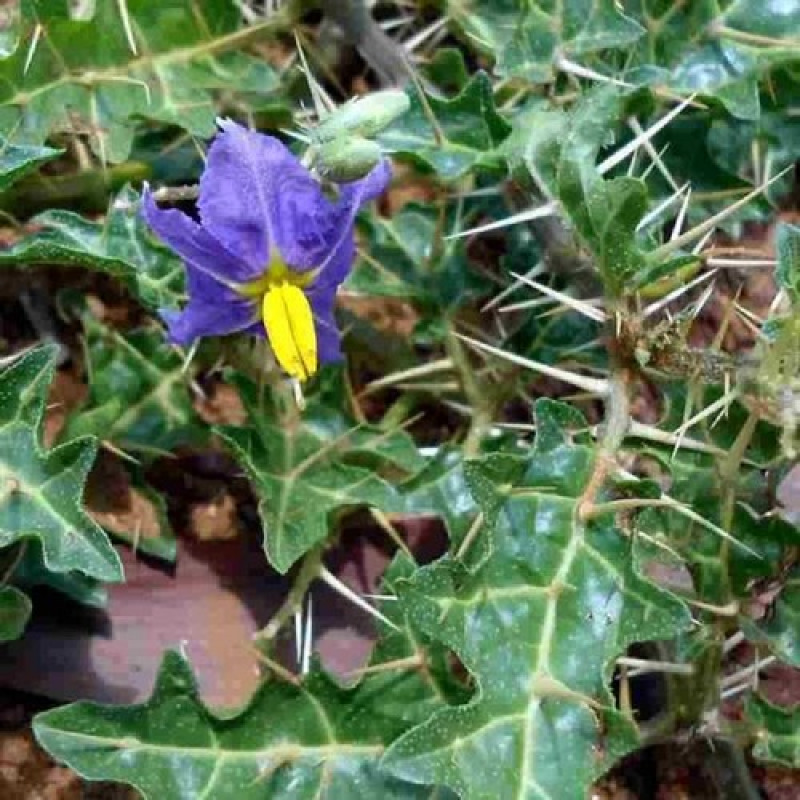 Kandankathiri Plant ( Solanum Virginianum )