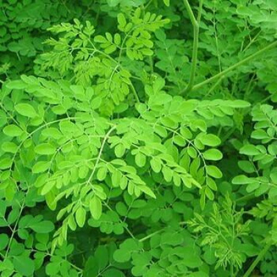 Moringa Leaves ( Drumstick Moringa Oleifera )