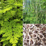 Moringa Seed ( Moringa Oleifera )