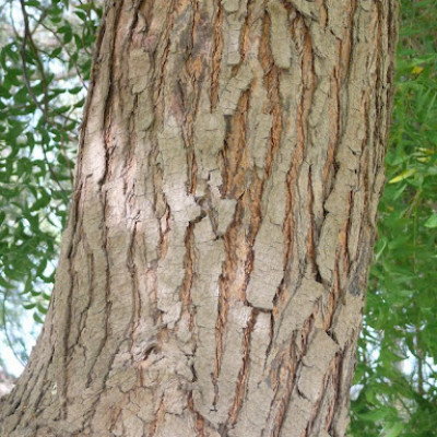 Neem Bark ( Azadirachta )
