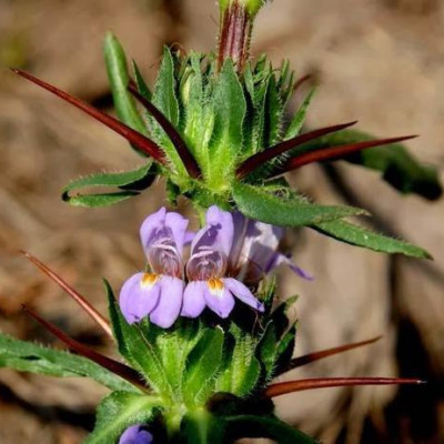 Neermulli  ( Taalmakhaanaa )( Hygrophila Auriculata )