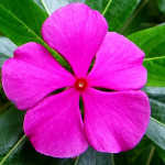Nithyakalyani plant ( Catharanthus Roseus flower  )