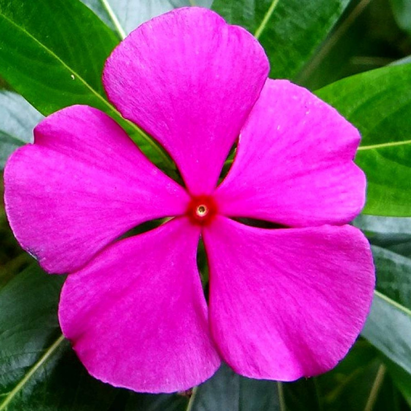 Nithyakalyani plant ( Catharanthus Roseus flower  )
