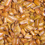 Panwad ( Cassia Tora )