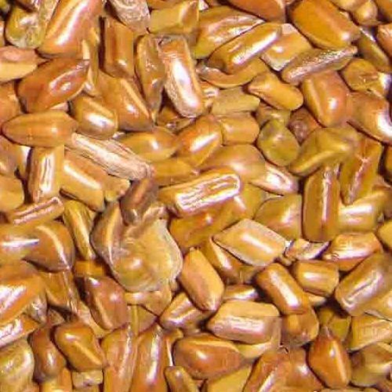 Panwad ( Cassia Tora )