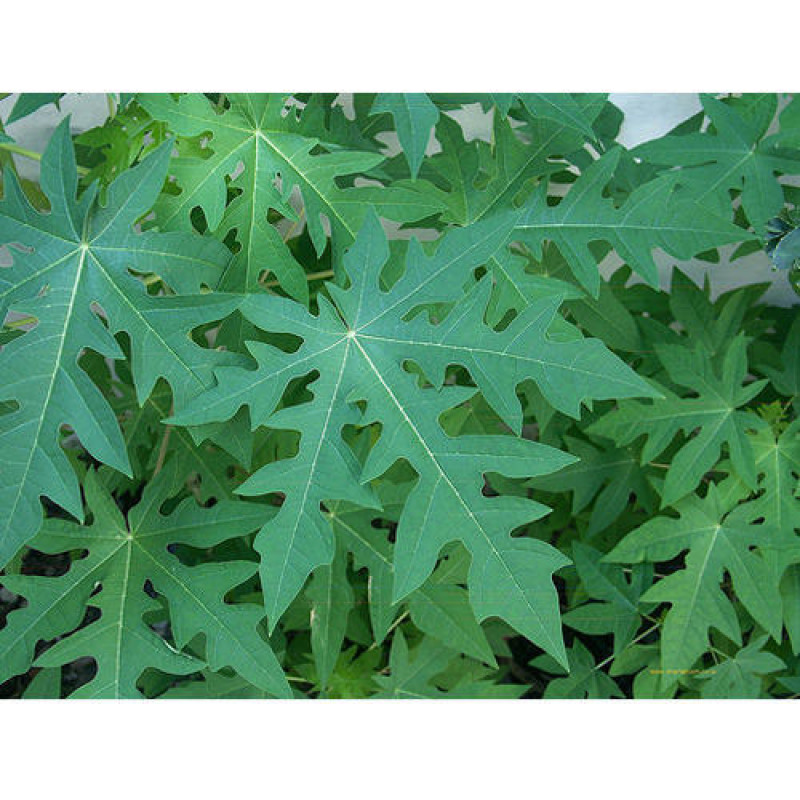 Papaya Leaves ( Carica Papaya )