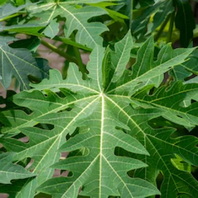 Papaya Leaves ( Carica Papaya )
