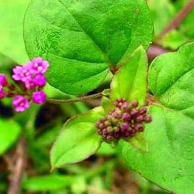 Punarnava  Whole Plant ( Boerhavia Diffusa )