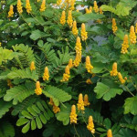 Sema Agathi Leaf ( Senna Alata Leaves )