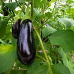 Solanum Melongena (Aubergine )