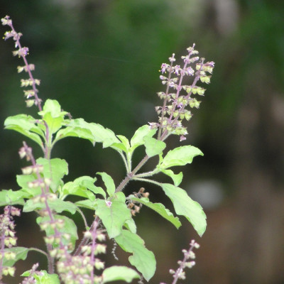 Tulsi Leaves