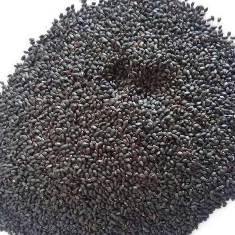 Tulsi Seed ( Ocimum Tenuiflorum)